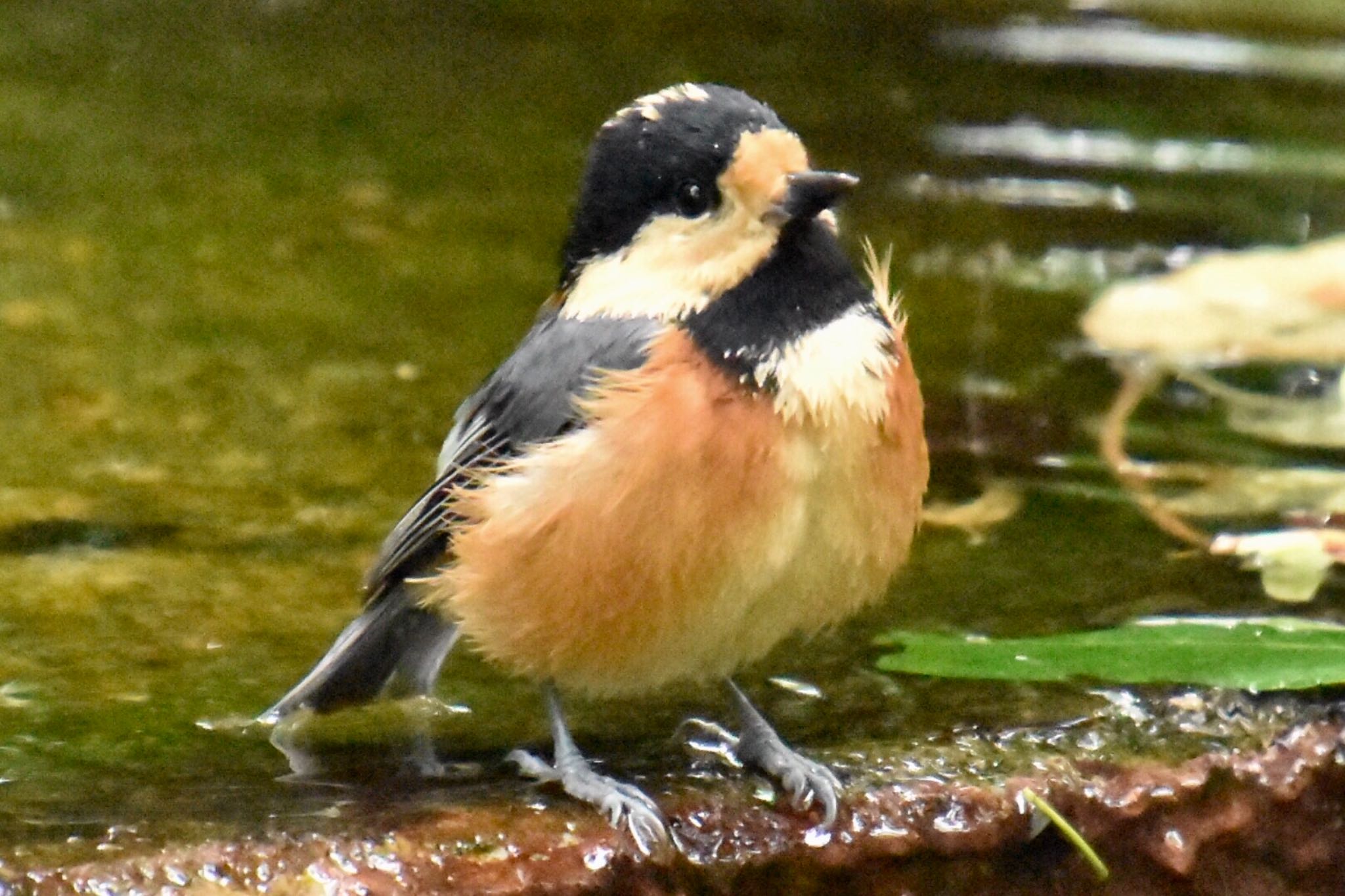 権現山(弘法山公園) ヤマガラの写真