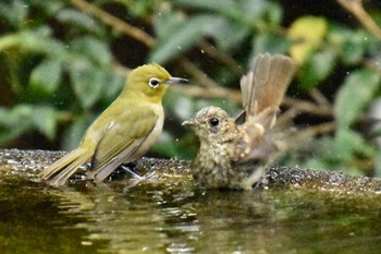 Mon, 7/26/2021 Birding report at 権現山(弘法山公園)