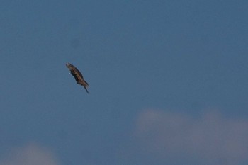 Marsh Grassbird 栃木県 Sun, 7/18/2021