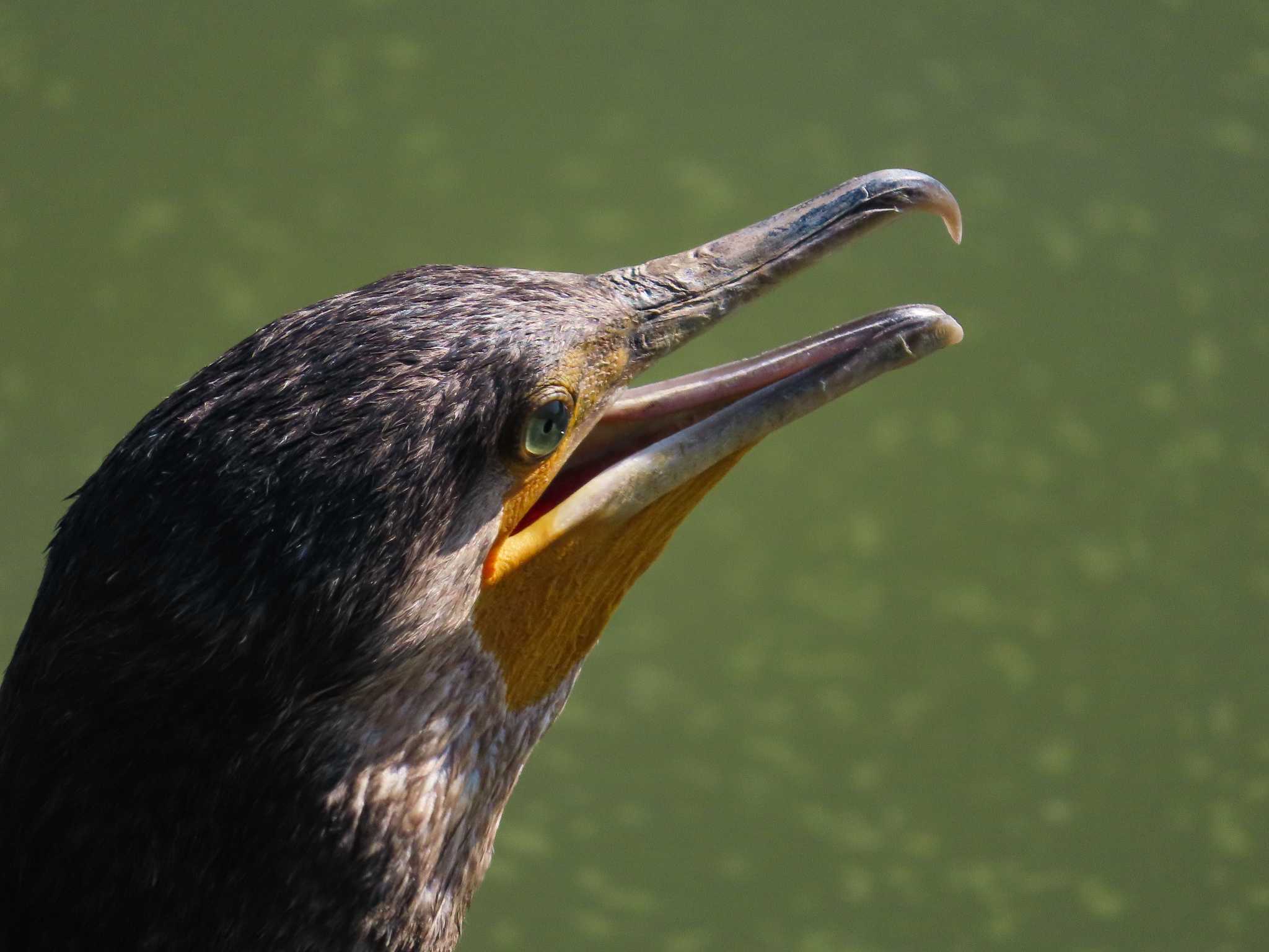 大池親水公園 カワウの写真