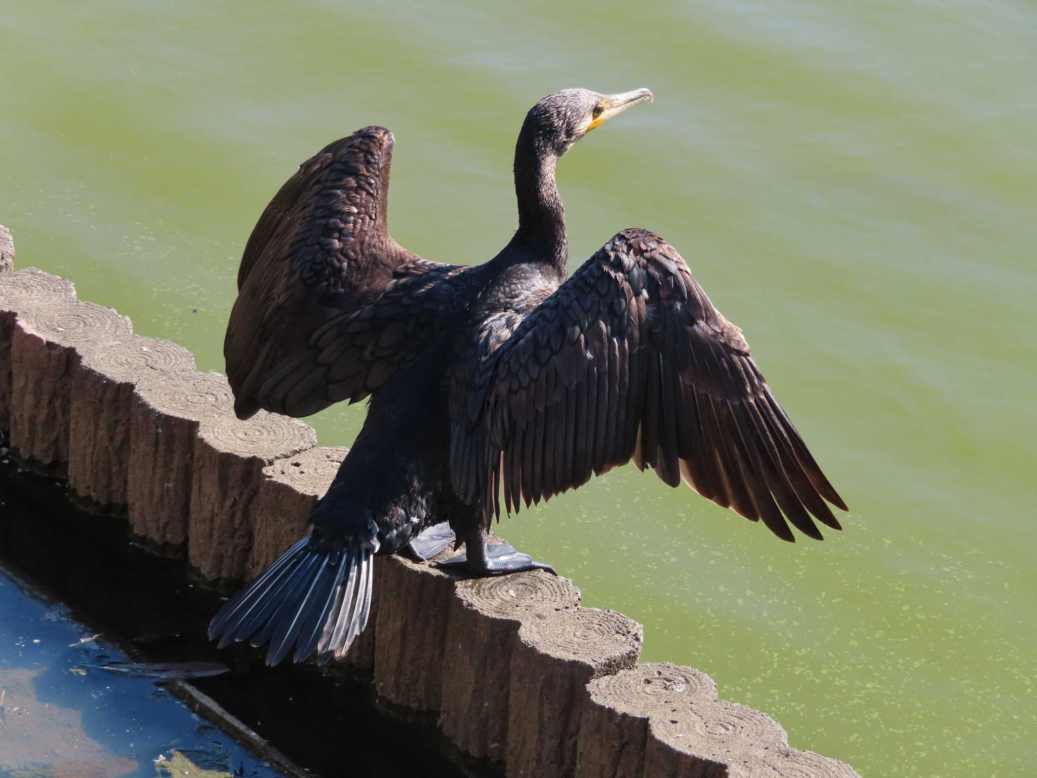 大池親水公園 カワウの写真