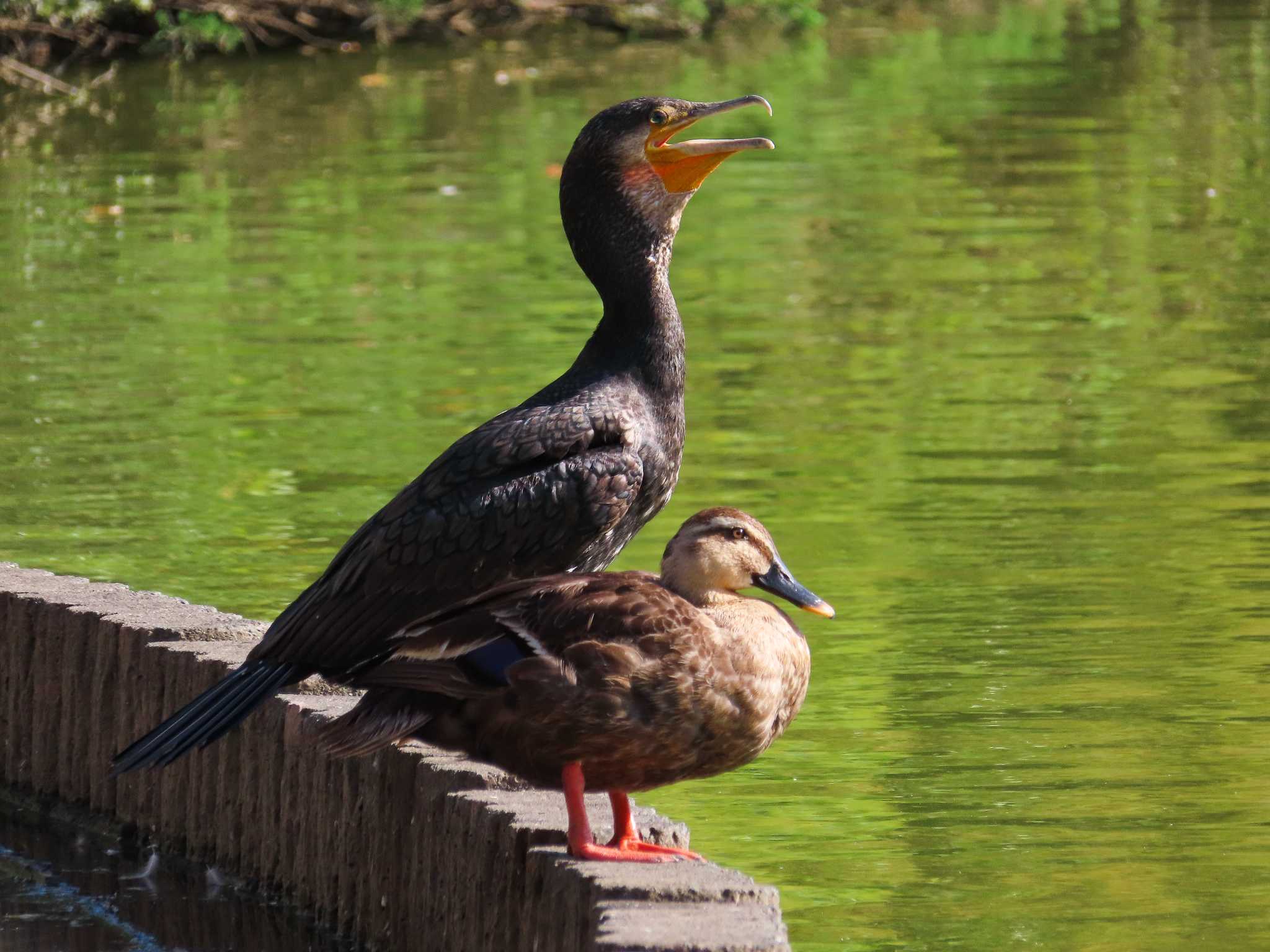 大池親水公園 カワウの写真