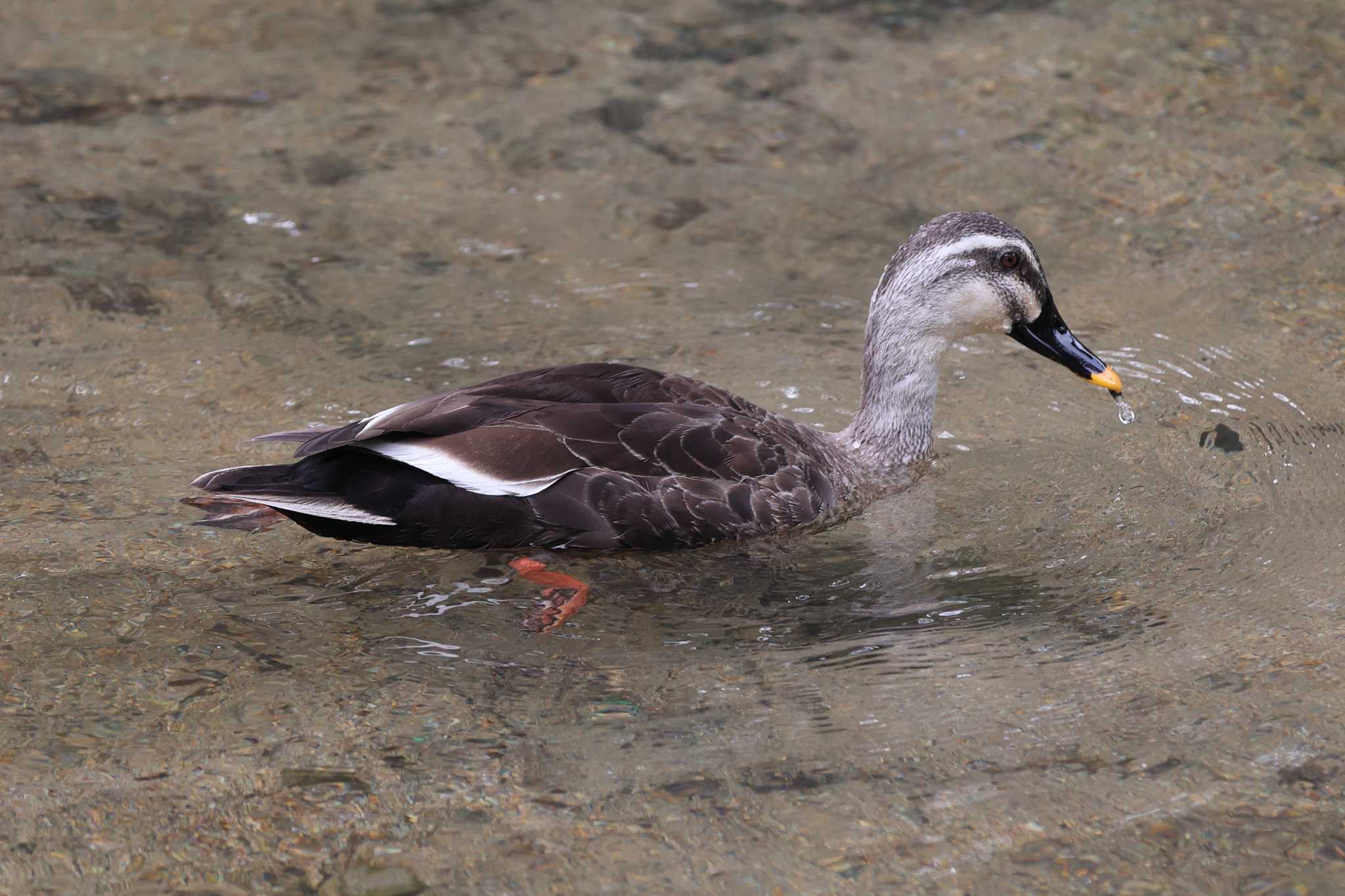 夙川河川敷公園のカルガモ