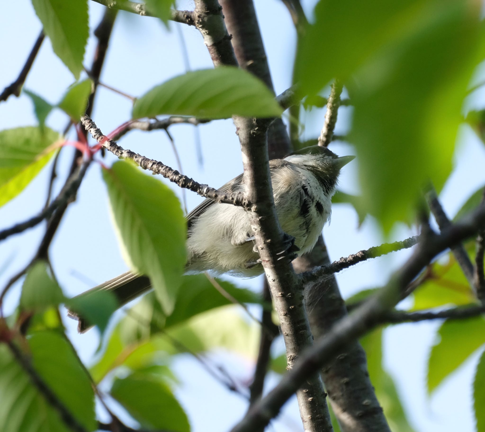 常盤公園 ハシブトガラの写真