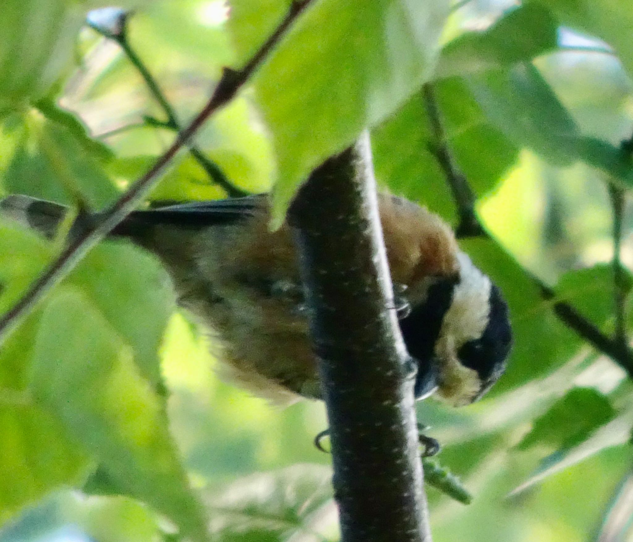 常盤公園 ヤマガラの写真