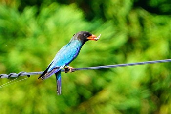 Oriental Dollarbird 松之山 Sat, 7/24/2021