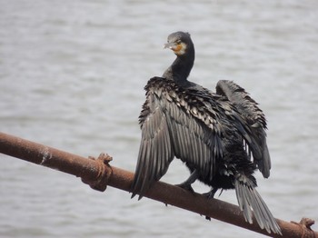 2021年7月26日(月) 葛西臨海公園の野鳥観察記録