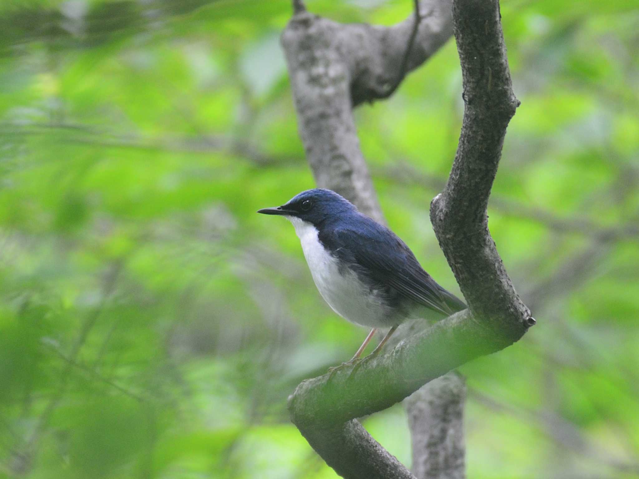 伊香保森林公園 コルリの写真