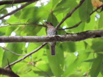 Blue-and-white Flycatcher 奥多摩日原 Mon, 7/26/2021