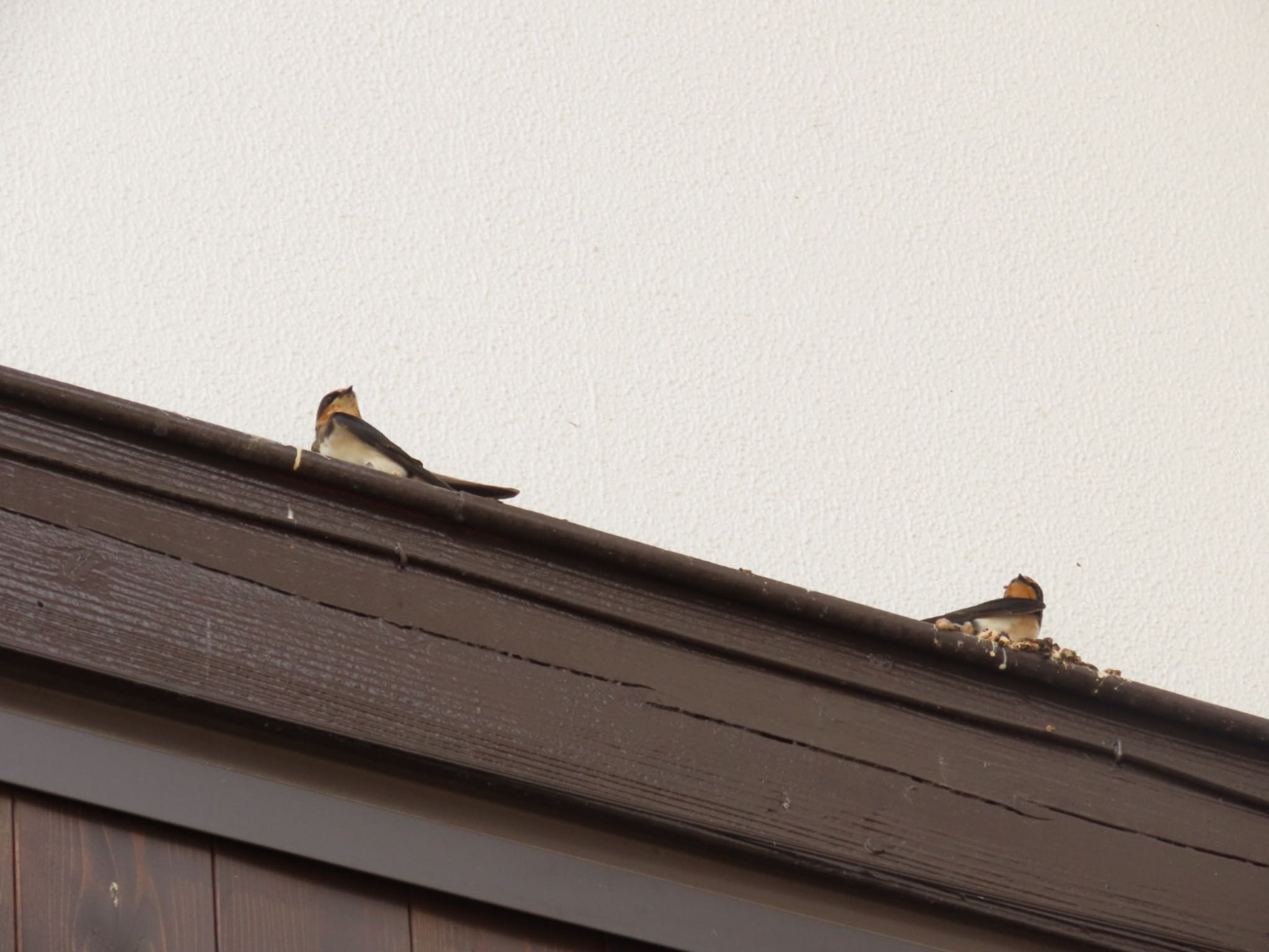 Photo of Barn Swallow at 奥多摩駅 by さきやっこ（2号）