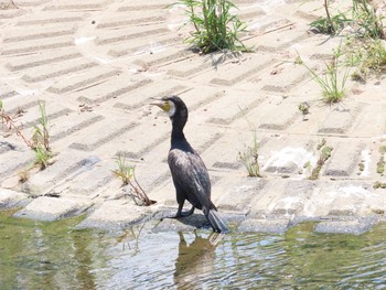 カワウ 大栗川 2021年7月23日(金)