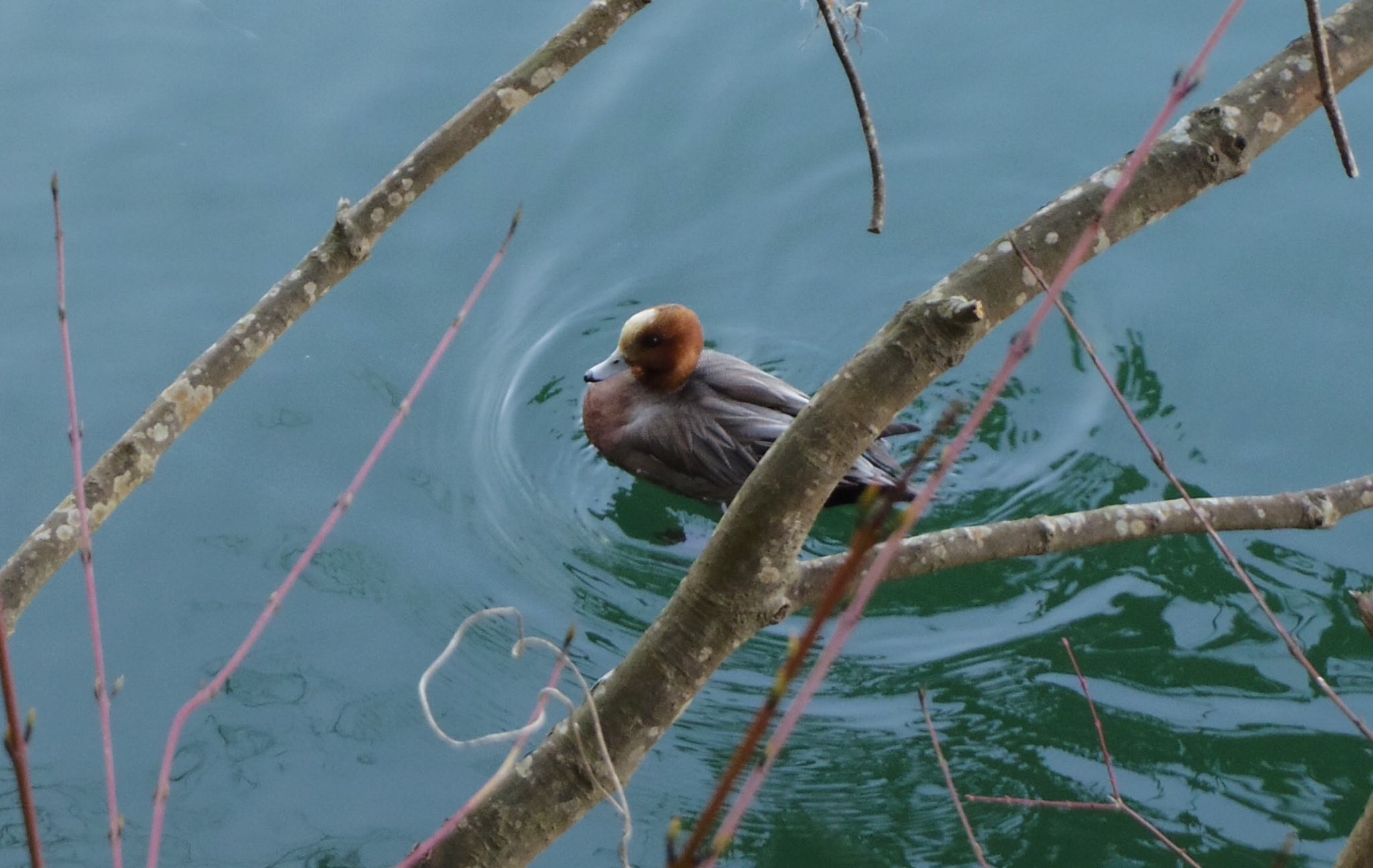 Photo of Eurasian Wigeon at 嵐山 by smallfield