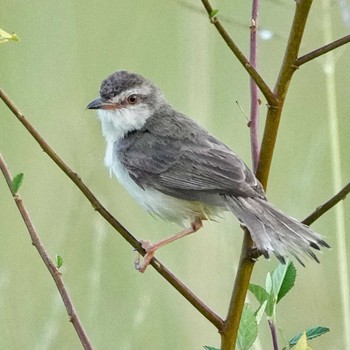 Plain Prinia Ban Amphoe, Chon Buri Tue, 7/27/2021