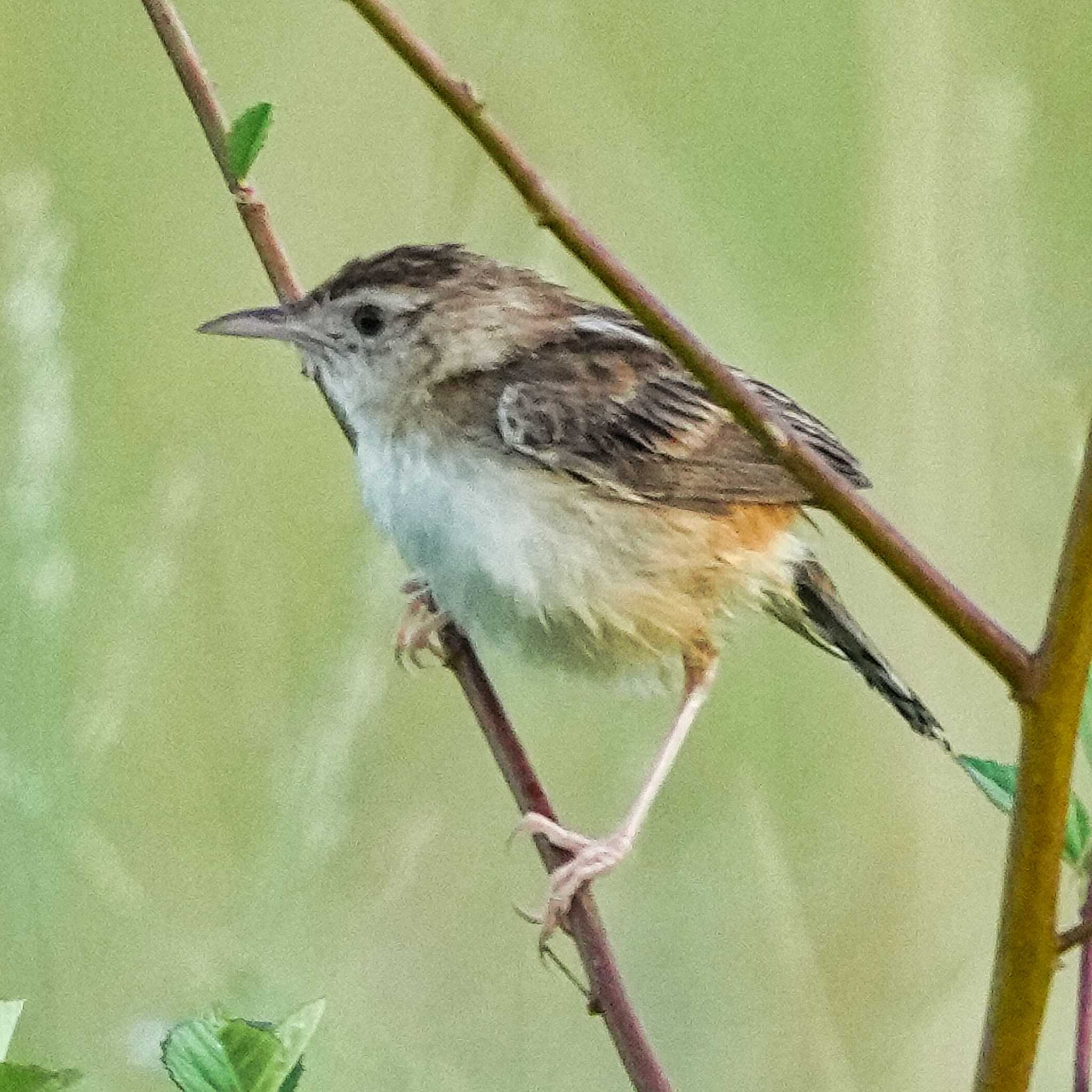 Zitting Cisticola