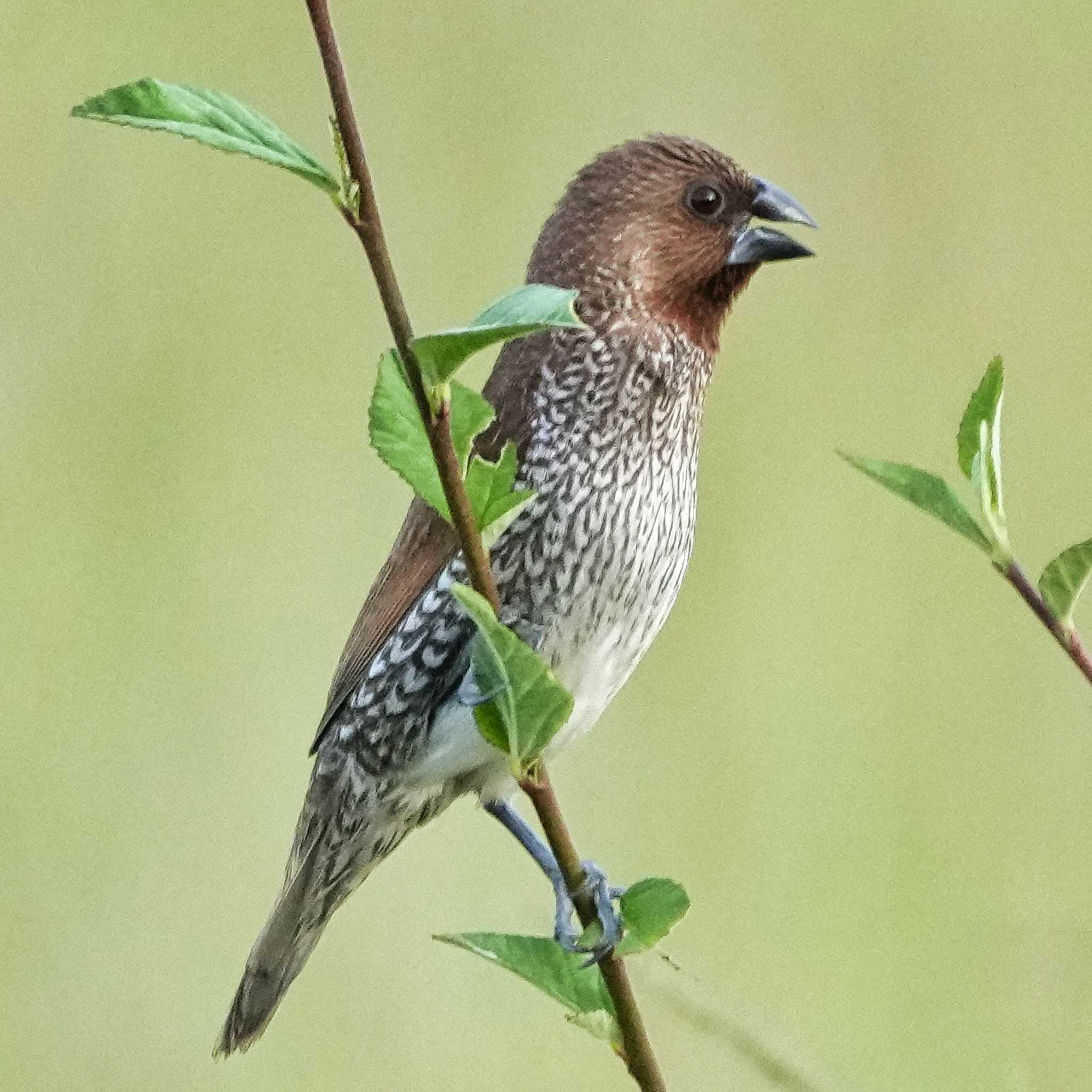 Scaly-breasted Munia