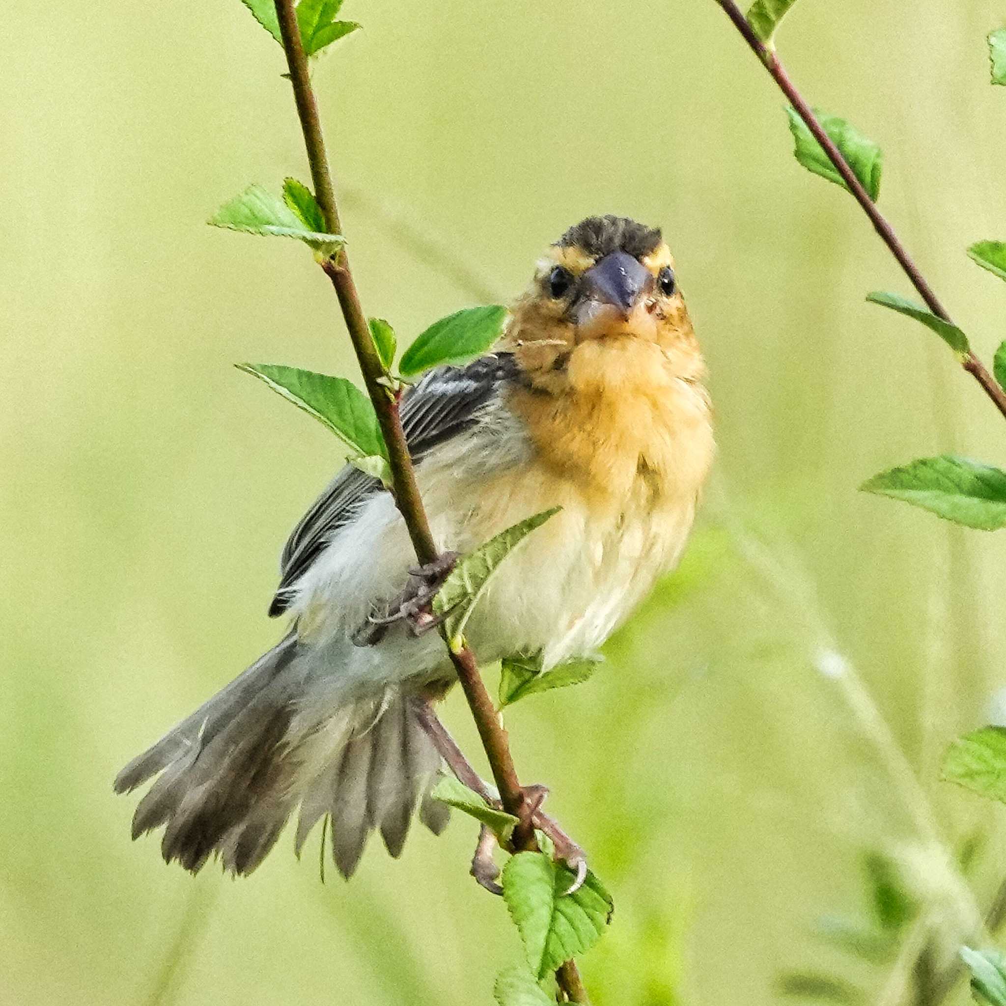 Photo of Baya Weaver at Ban Amphoe, Chon Buri by span265