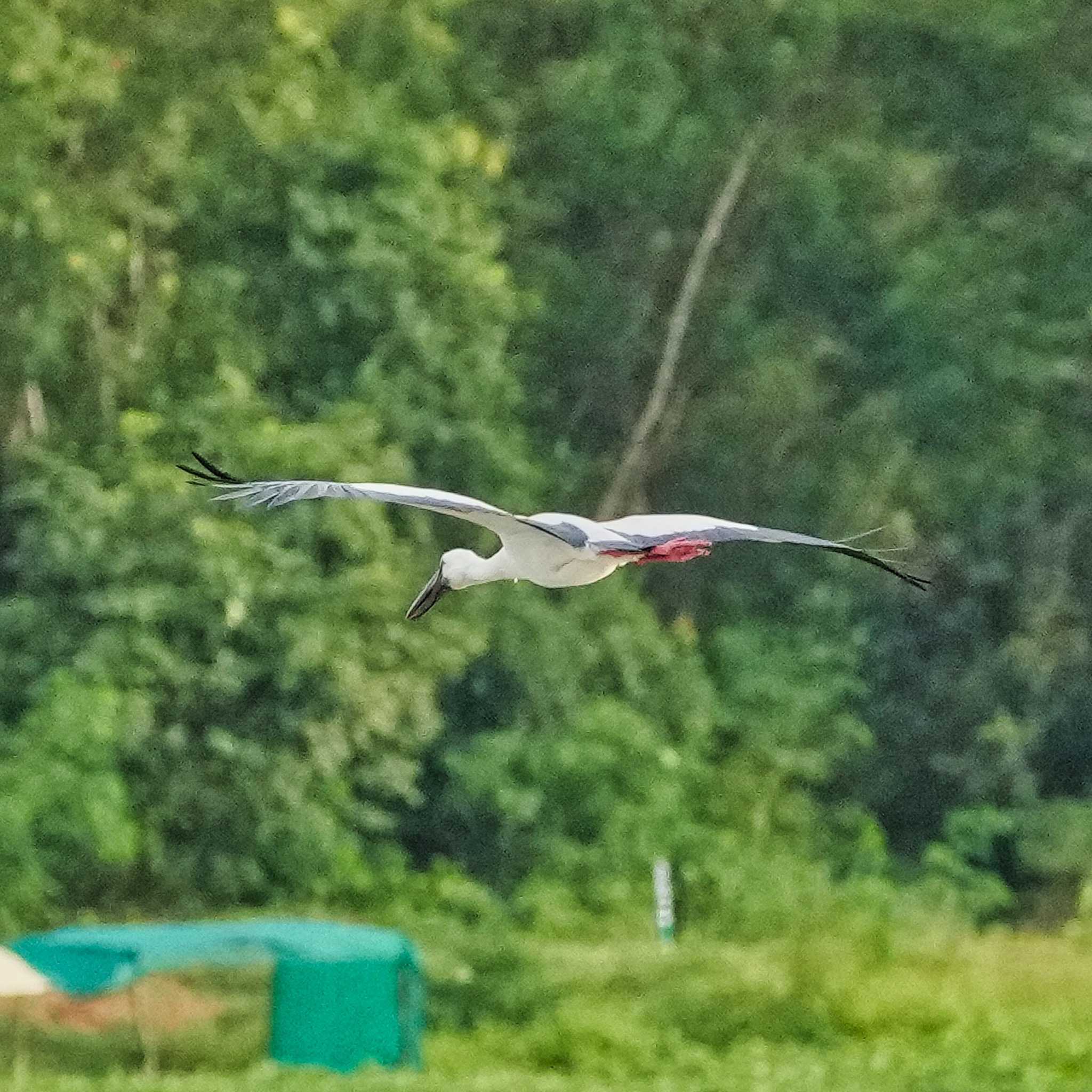 Asian Openbill