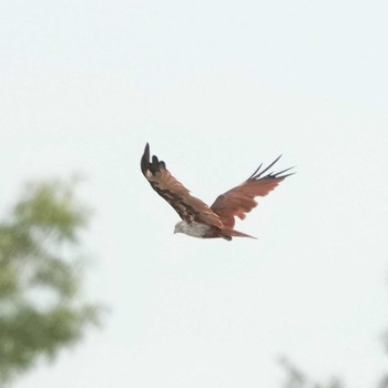 Brahminy Kite Ban Amphoe, Chon Buri Tue, 7/27/2021