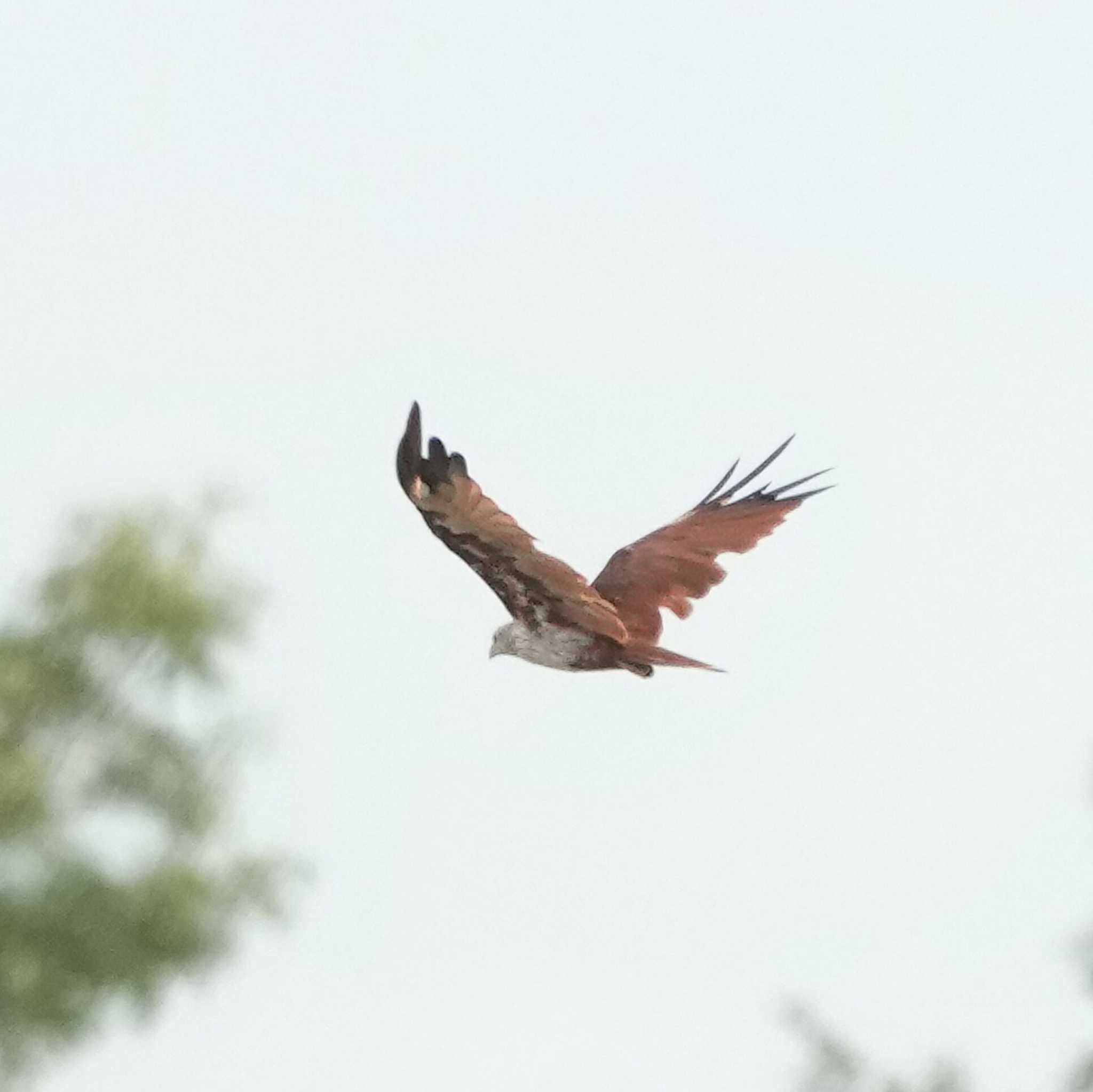 Brahminy Kite