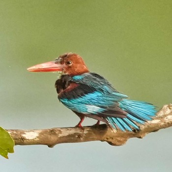 White-throated Kingfisher Ban Amphoe, Chon Buri Tue, 7/27/2021