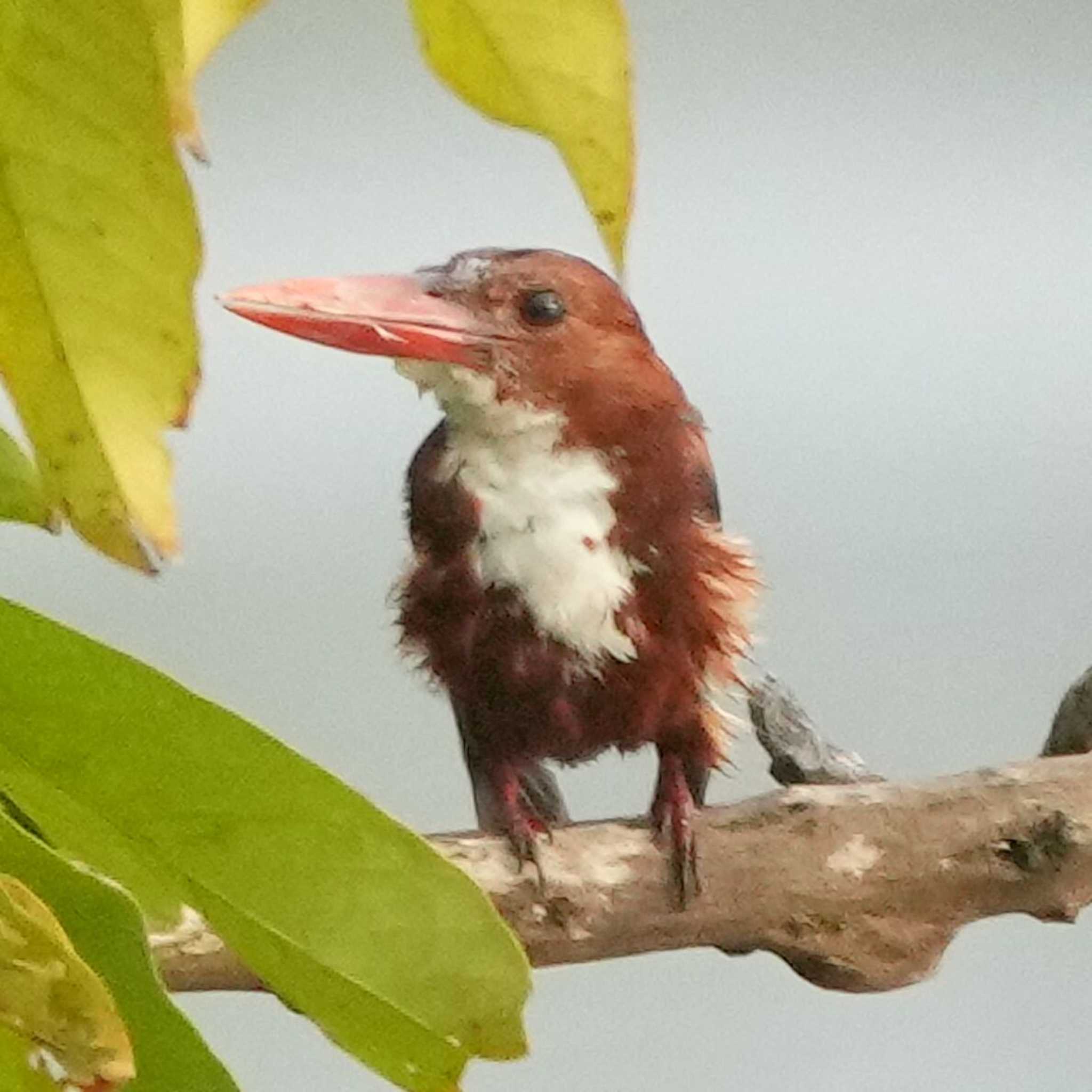 White-throated Kingfisher