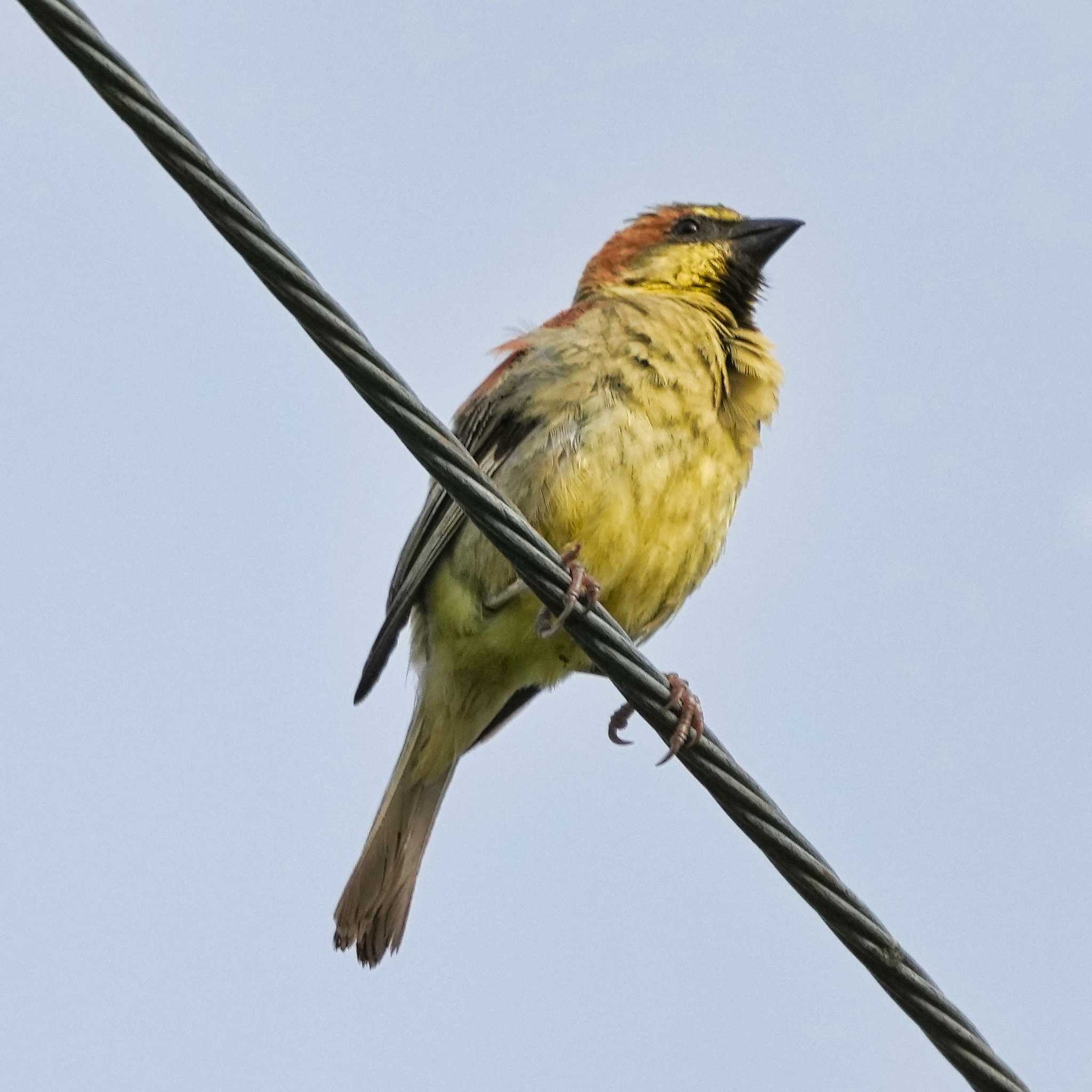 Plain-backed Sparrow