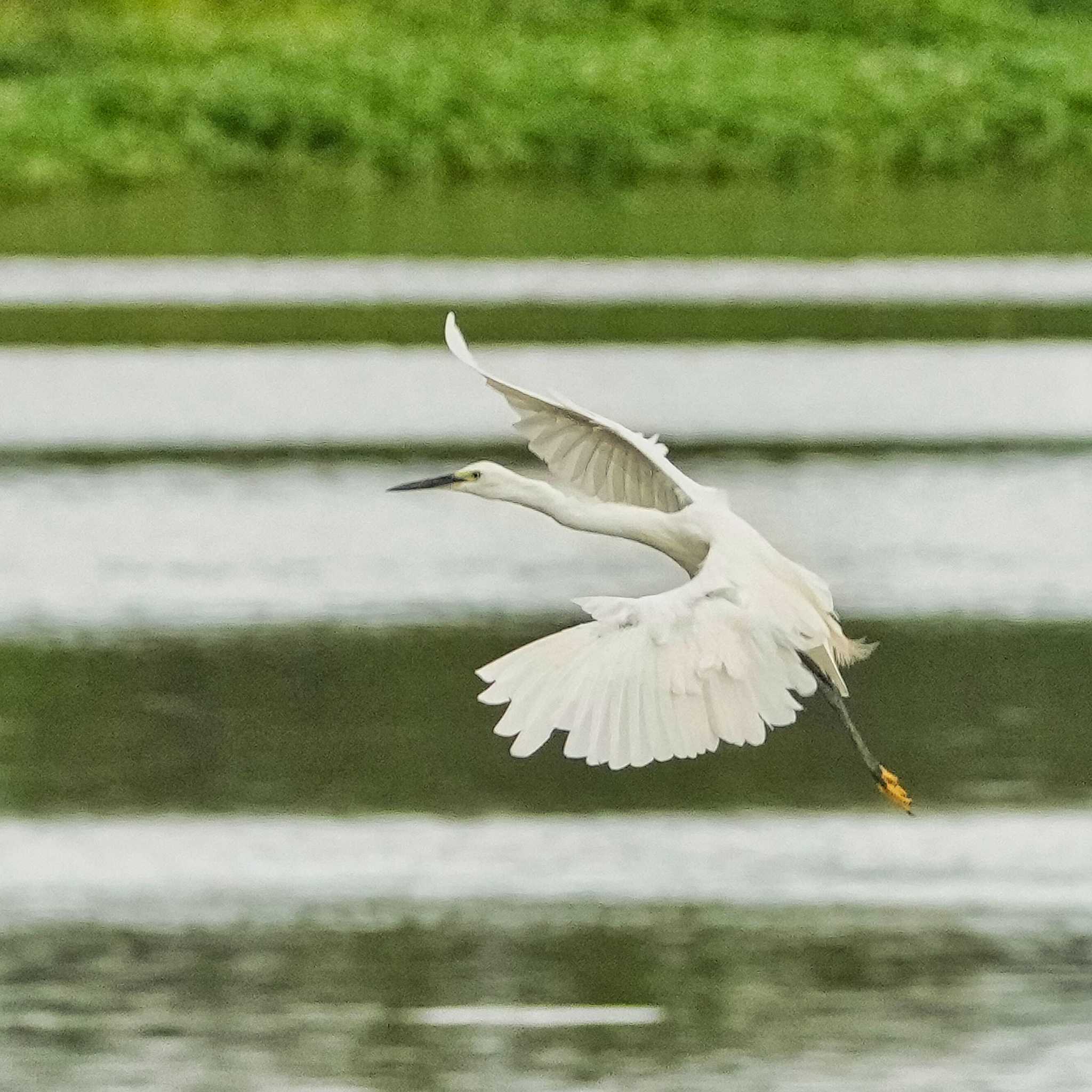 Little Egret