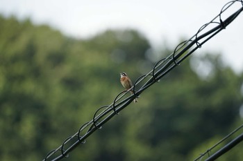 2021年7月27日(火) 雲南市の野鳥観察記録