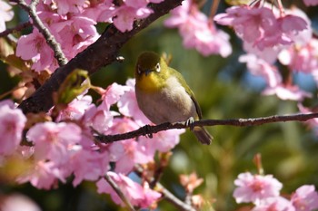 メジロ 滋賀県近江富士花緑公園 2017年4月2日(日)