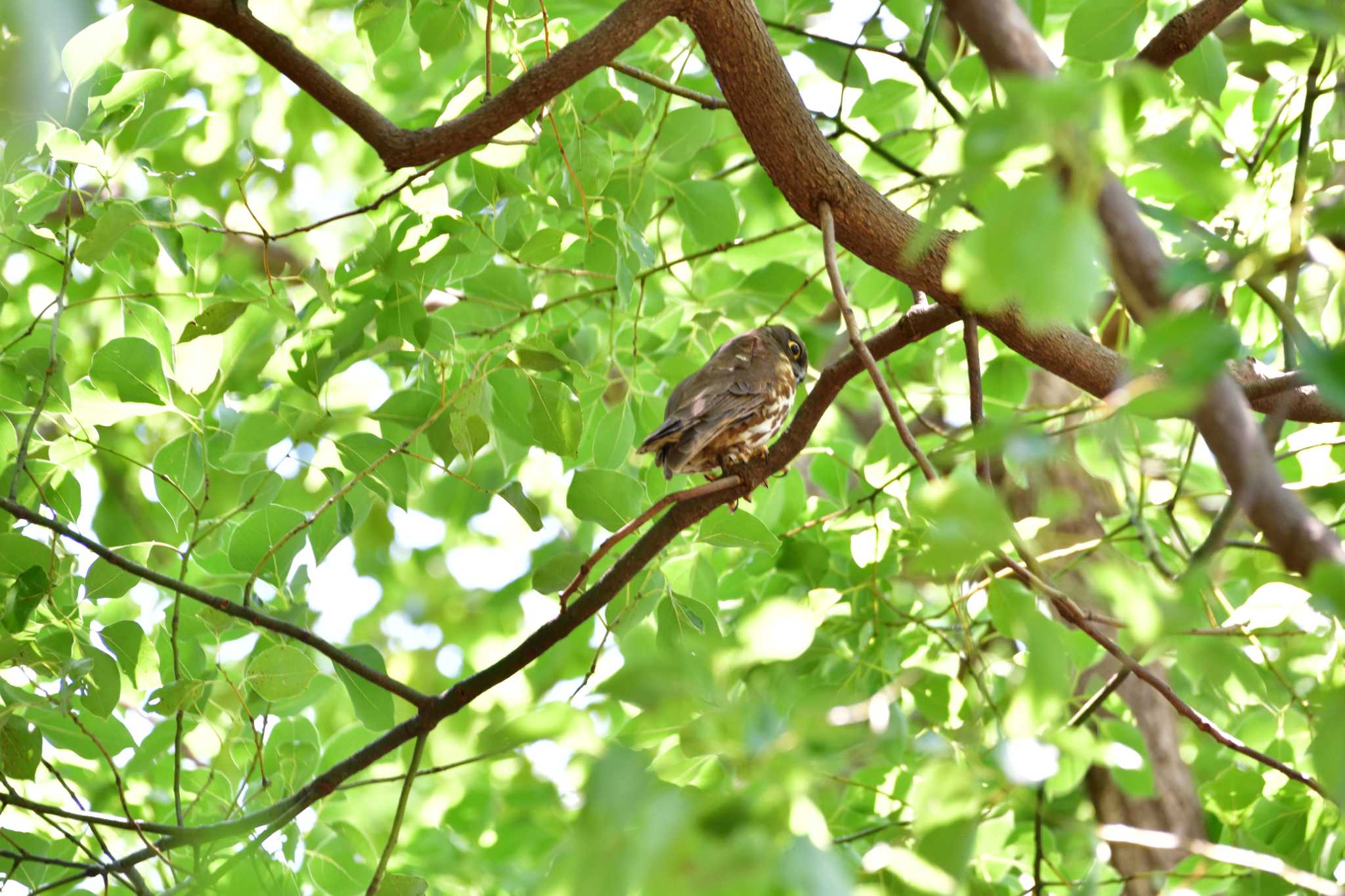  アオバズクの写真 by ゆう