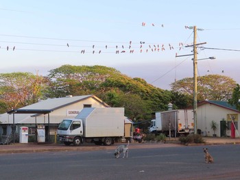 Galah Laura (Australia) Sun, 10/20/2019