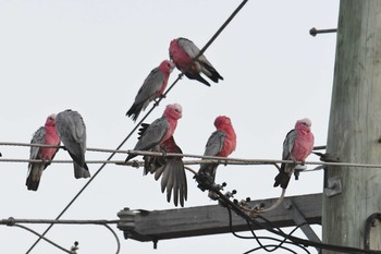 Galah Laura (Australia) Sun, 10/20/2019