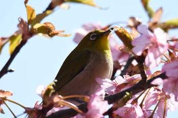 メジロ 滋賀県近江富士花緑公園 2017年4月2日(日)