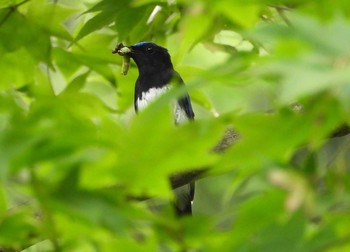 2021年7月26日(月) 軽井沢町の野鳥観察記録