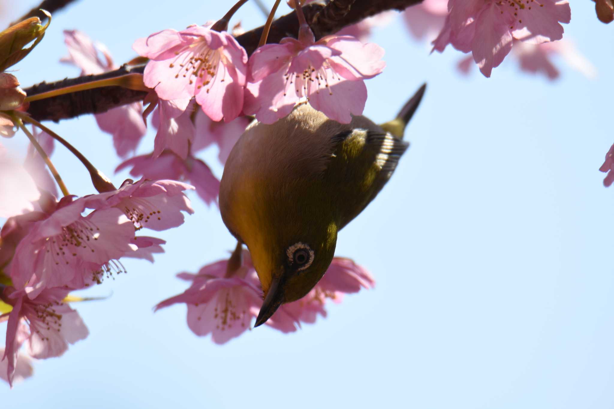 Photo of Warbling White-eye at 滋賀県近江富士花緑公園 by masatsubo