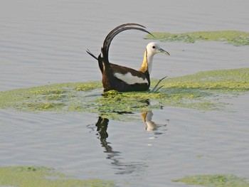 Mon, 7/26/2021 Birding report at 大阪府堺市