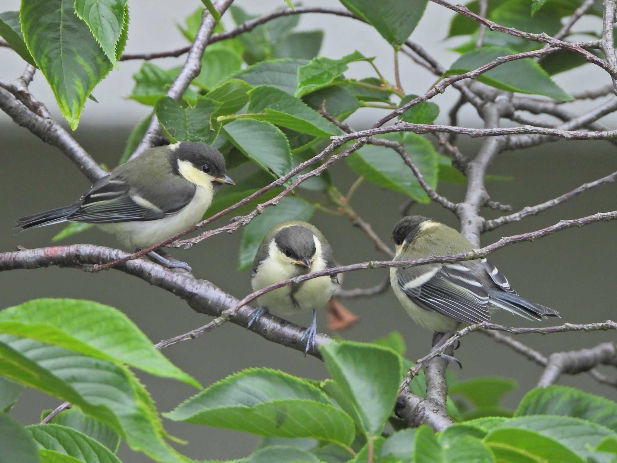 シジュウカラ