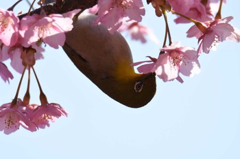 メジロ 滋賀県近江富士花緑公園 2017年4月2日(日)