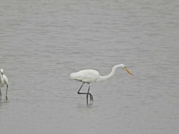 Great Egret(modesta)  多摩川河口 Sun, 5/16/2021