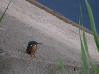 2021年7月27日(火) 金井遊水地(金井遊水池)の野鳥観察記録