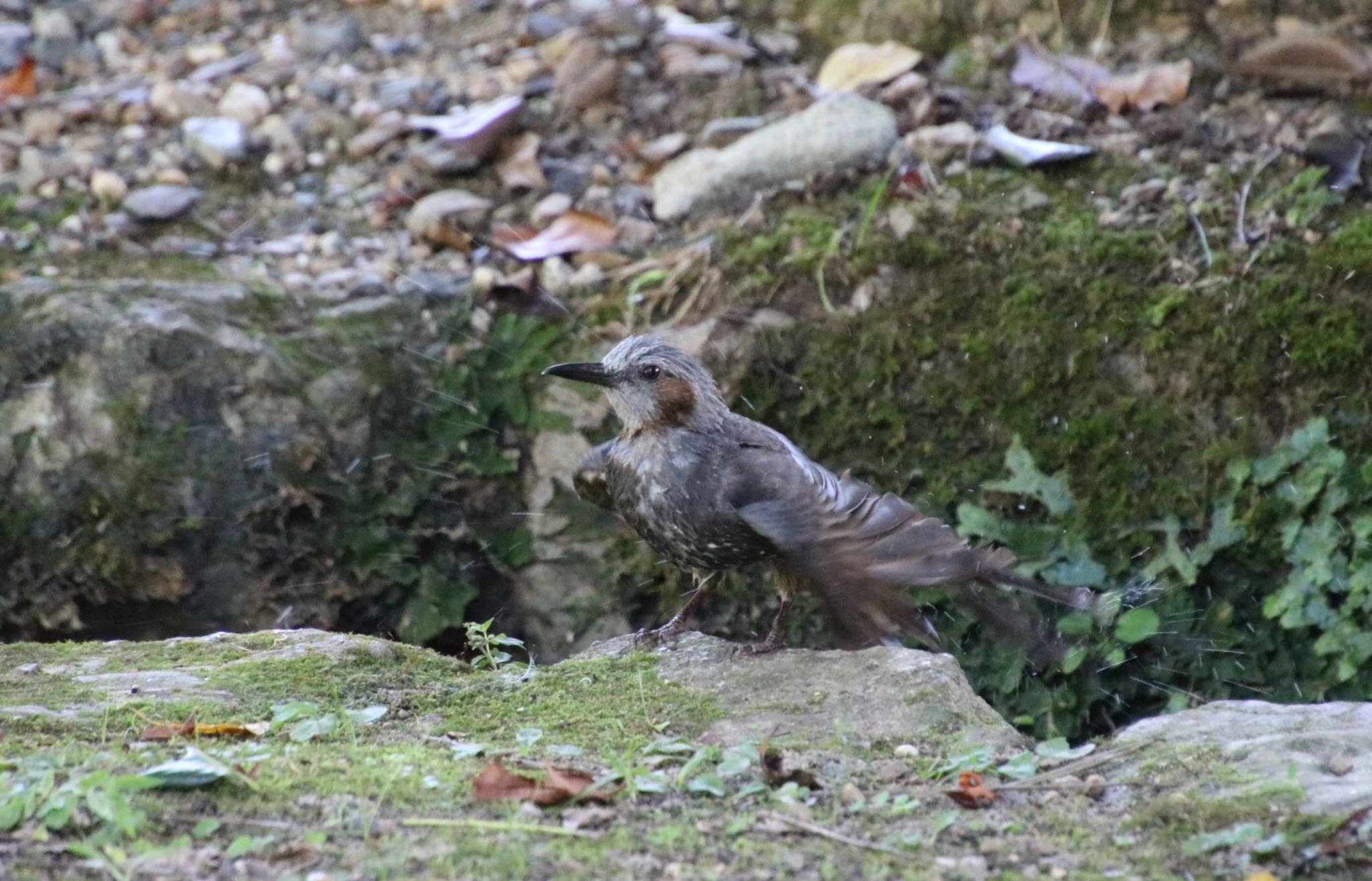 Photo of Brown-eared Bulbul at 醍醐寺 by Mariko N