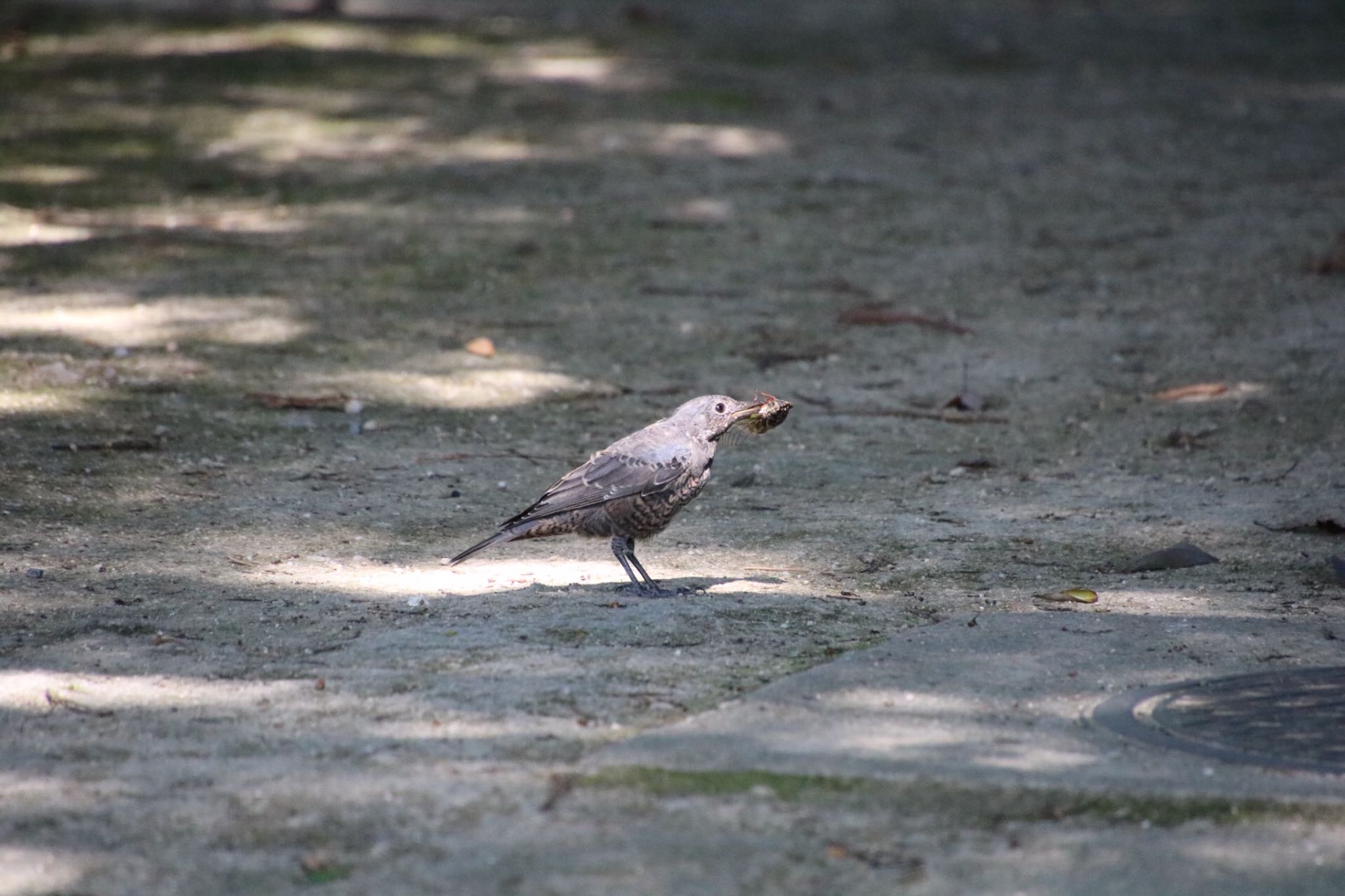 Photo of Blue Rock Thrush at 醍醐寺 by Mariko N