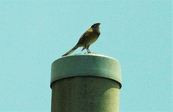 2021年7月17日(土) 境川遊水地公園の野鳥観察記録