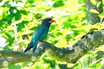 Oriental Dollarbird 松之山 Sat, 7/24/2021