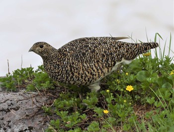 Rock Ptarmigan Murododaira Thu, 7/22/2021