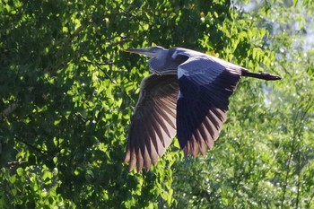 2021年7月28日(水) 福井緑地(札幌市西区)の野鳥観察記録