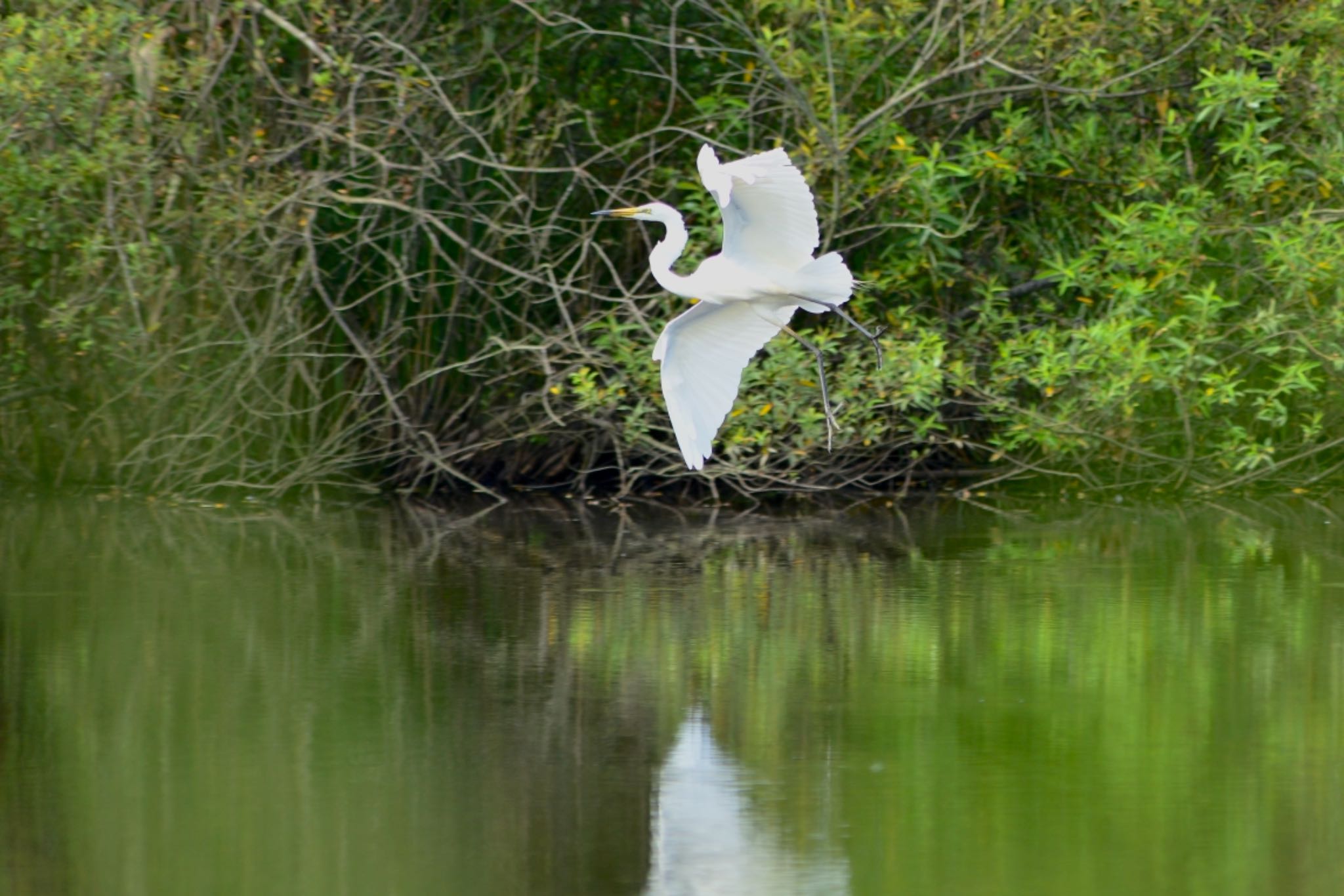 Photo of Great Egret at 菅生沼 by Kt Bongo