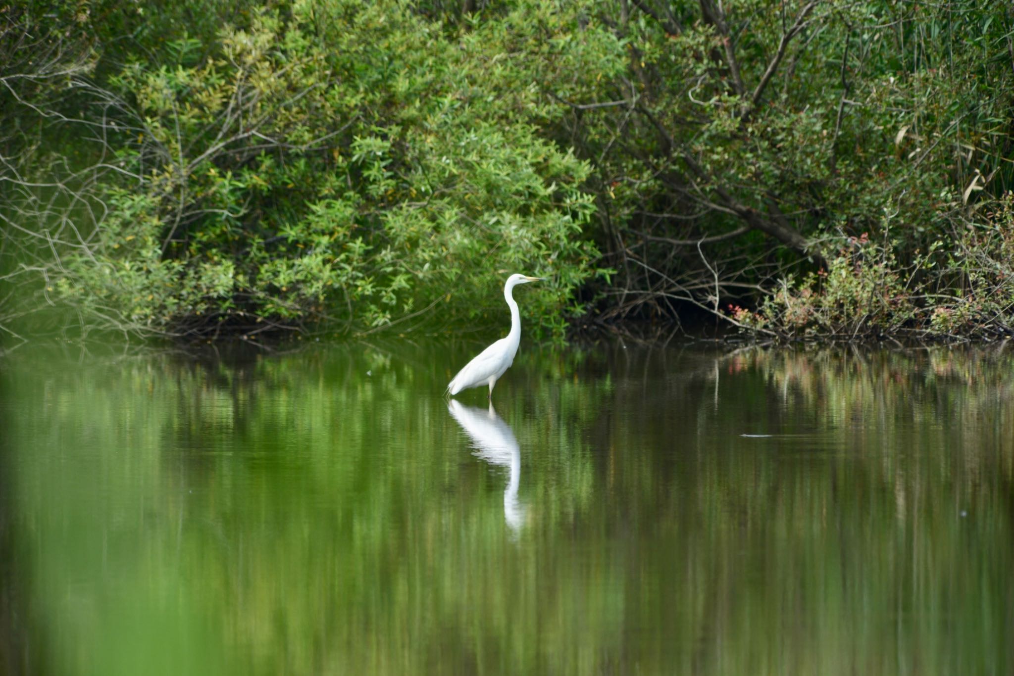 Photo of Great Egret at 菅生沼 by Kt Bongo