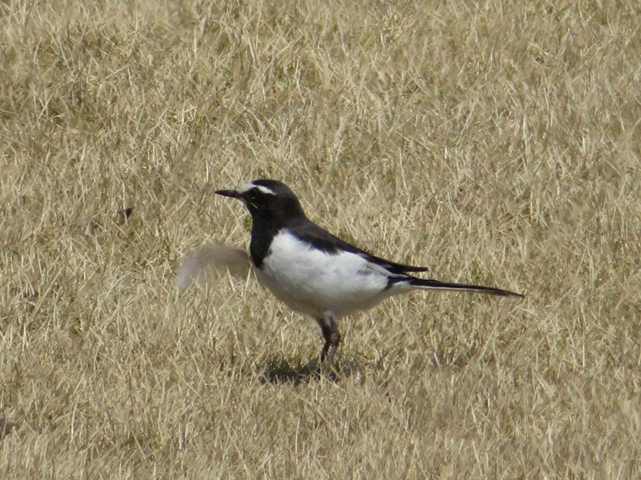 Photo of Japanese Wagtail at 富山県中央植物園 by nari