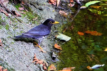 クロツグミ 伊香保森林公園 2021年7月22日(木)